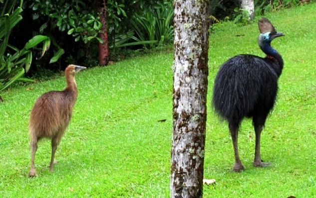 Cassowary chic with its dad in the Residence back yard at Etty Bay