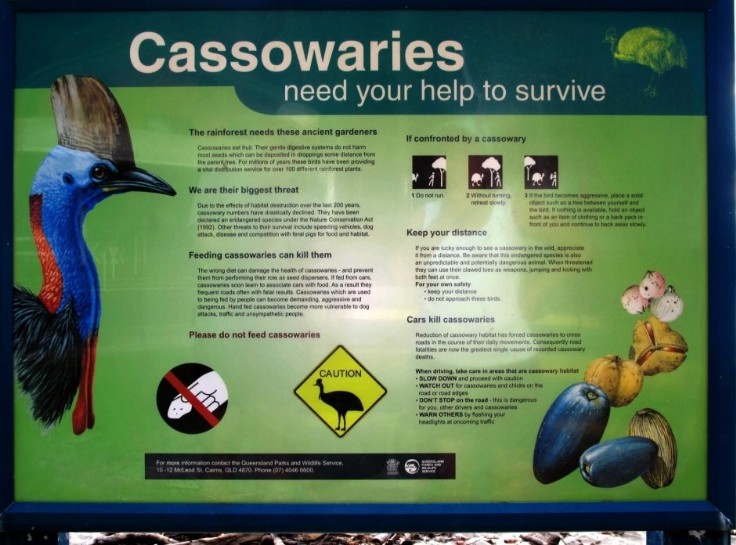 Cassowary information at Etty Bay