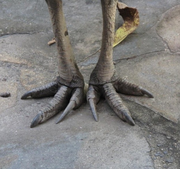 Cassowary feet up close ... maybe too close, outside the kitchen at The Residence, Etty Bay